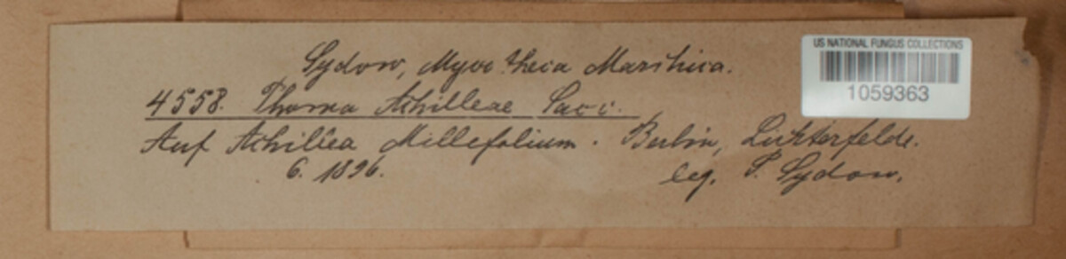 Diaporthe orthoceras image